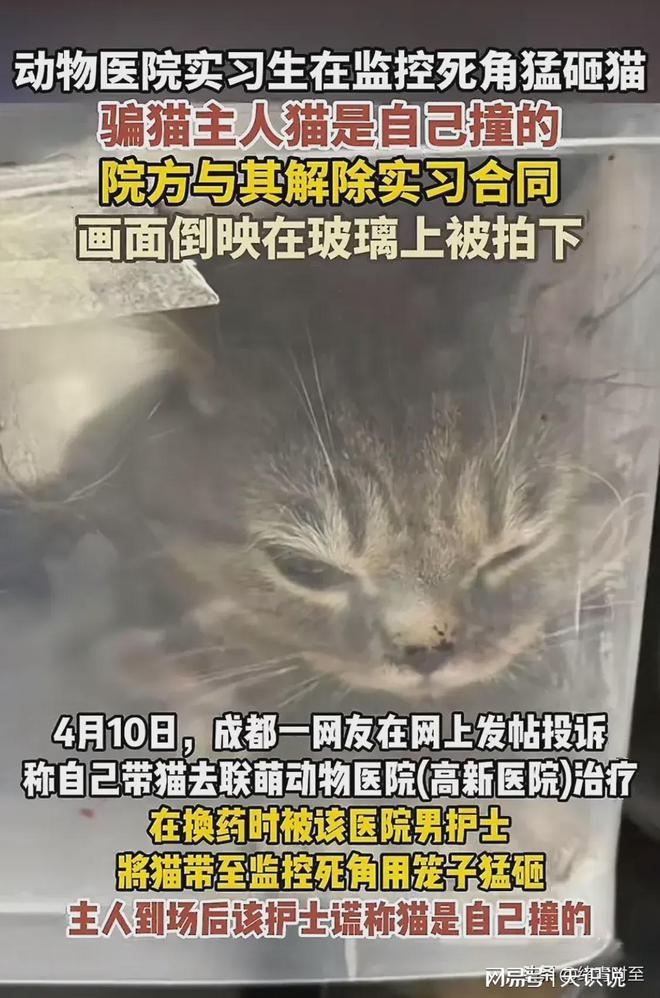 探究虐猫视频的反思与应对之道