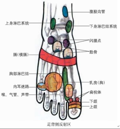 腹壁反射，揭示人体神经系统的奥秘